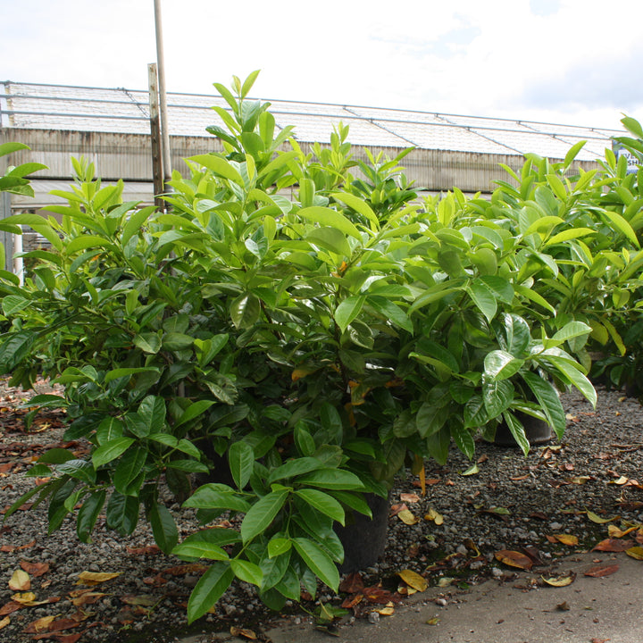 Al's Garden & Home 'Prunus' English Laurel (Prunus laurocerasus), 7 Gallon shrub