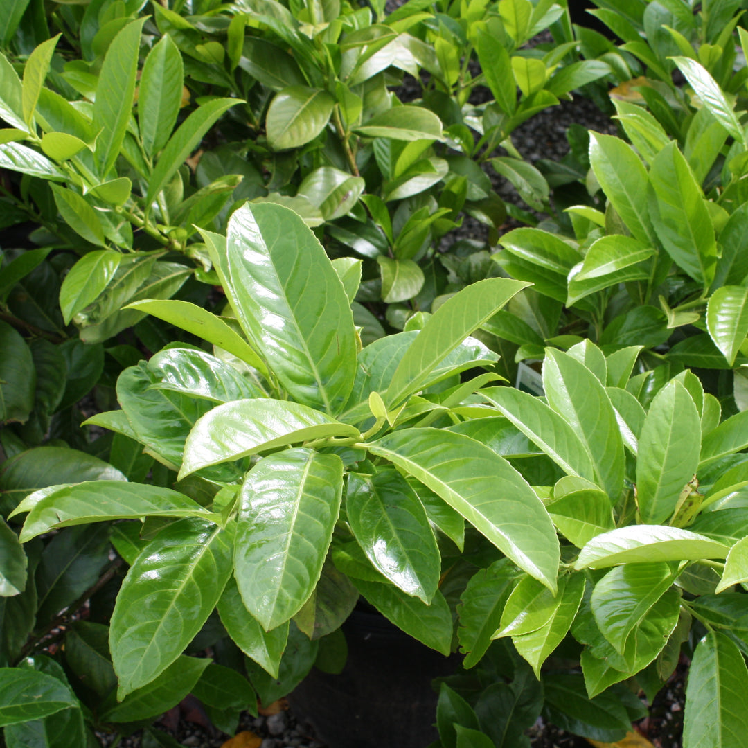 Al's Garden & Home 'Prunus' English Laurel (Prunus laurocerasus), 7 Gallon shrub