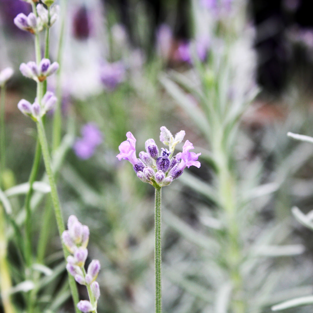 Al's Garden & Home 'Munstead' English Lavender (Lavandula angustifolia), 5 Inch perennial