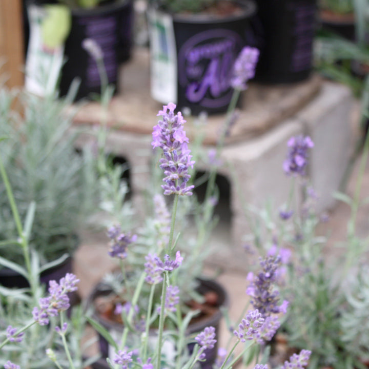 Al's Garden & Home 'SuperBlue' English Lavender (Lavandula angustifolia), 1 Gallon perennial