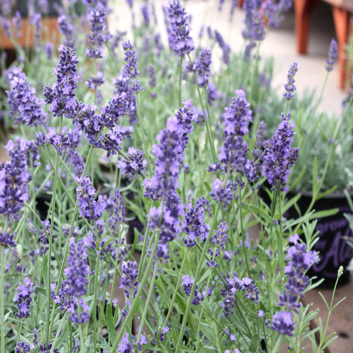 Al's Garden & Home 'SuperBlue' English Lavender (Lavandula angustifolia), 1 Gallon perennial