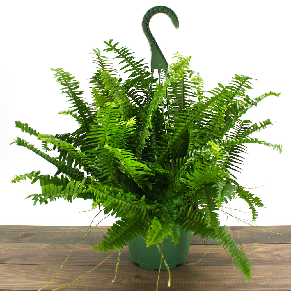 Sunlet Nursery generic Jesters Crown Fern (Nehprolepis obilerata), 6 Inch houseplant
