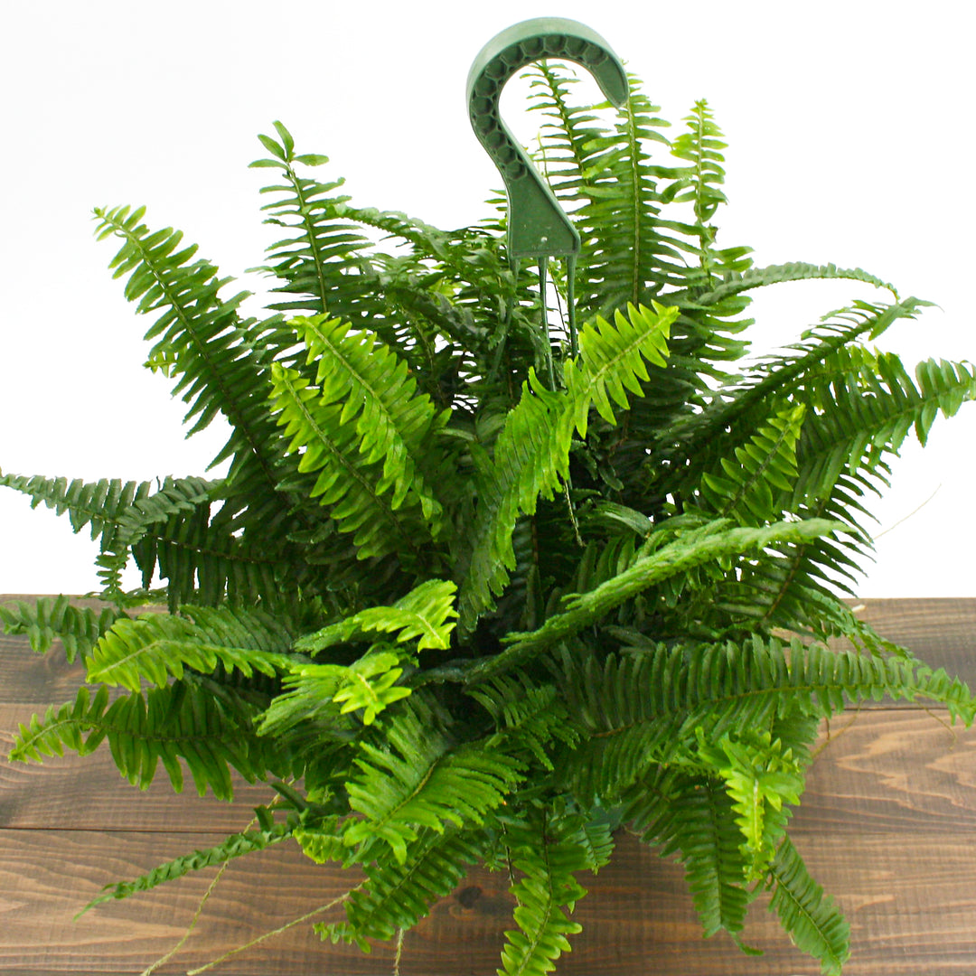Sunlet Nursery generic Jesters Crown Fern (Nehprolepis obilerata), 4 Inch houseplant