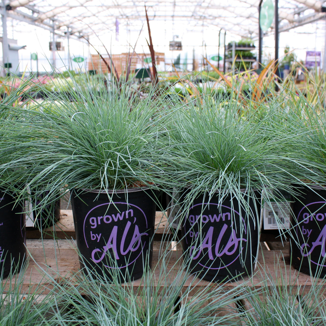 Fescue