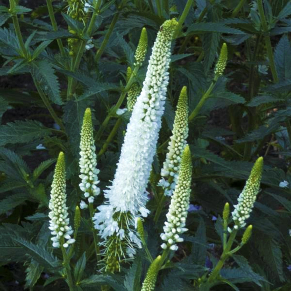 Al's Garden and Home 'First Bride' Veronica perennial