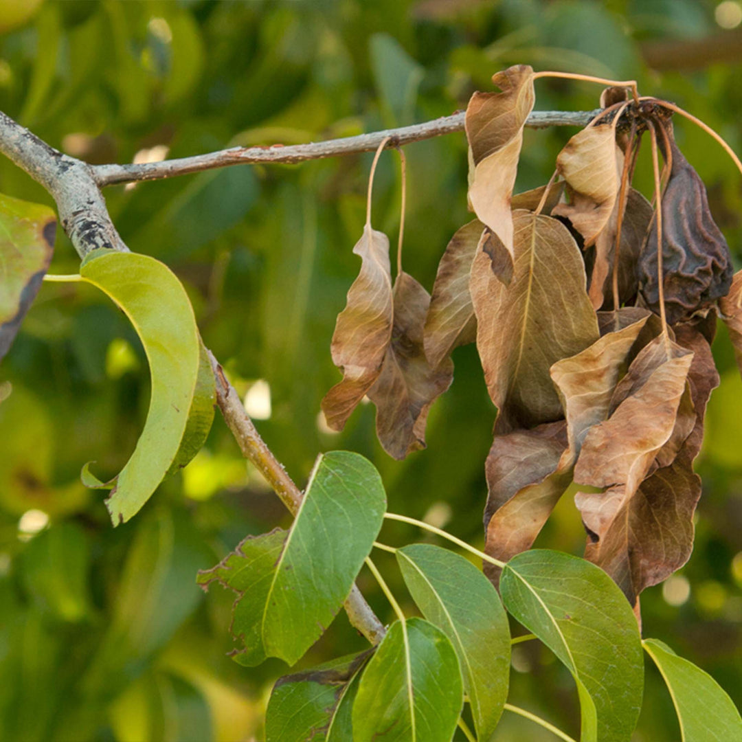 fruit tree spraying made simple growing guide