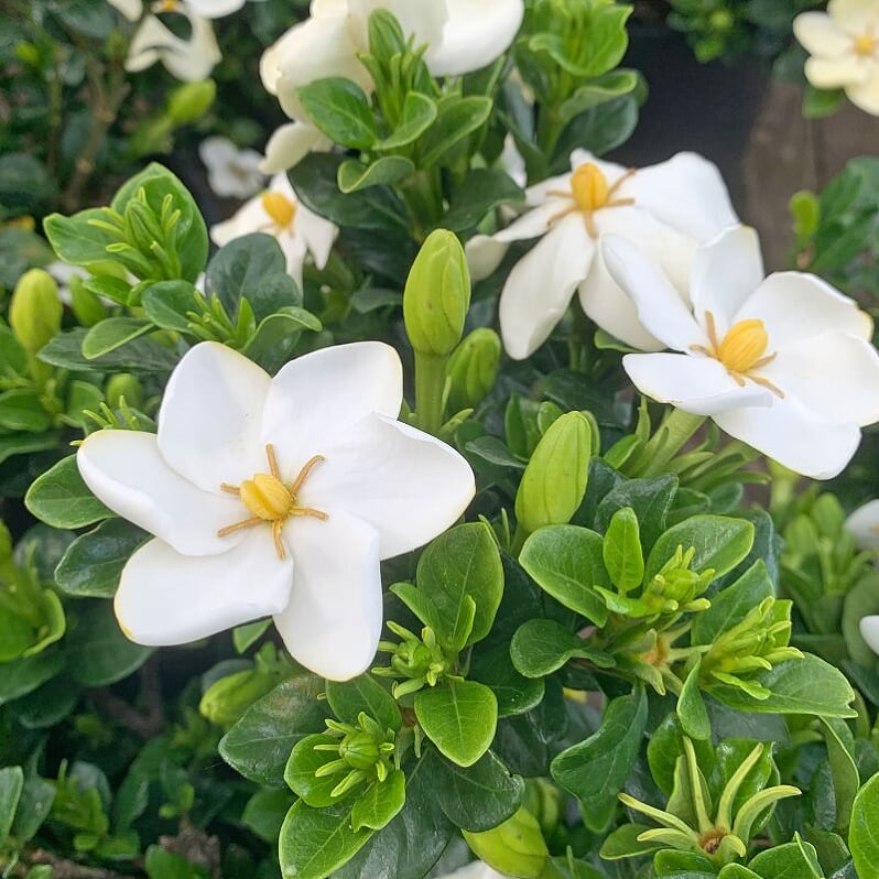 Als Garden and Home Gardenia