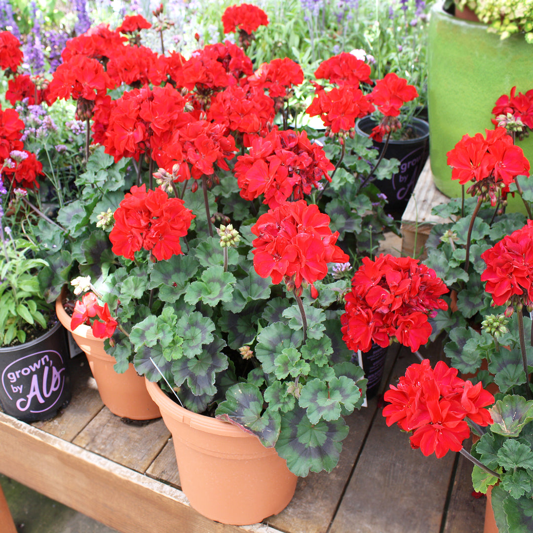 Al's Garden & Home 'Super Moon Red' Zonal Geranium (Pelargonium x hortorum), 10 Inch annual