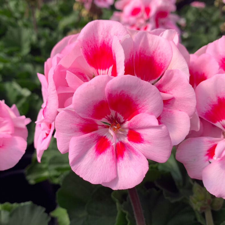 Al's Garden & Home 'Dynamo Pink Flare' Zonal Geranium (Pelargonium x hortorum), 1 Gallon annual
