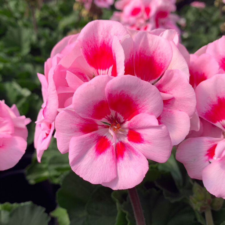 Al's Garden & Home 'Dynamo Pink Flare' Zonal Geranium (Pelargonium x hortorum), 1 Gallon annual
