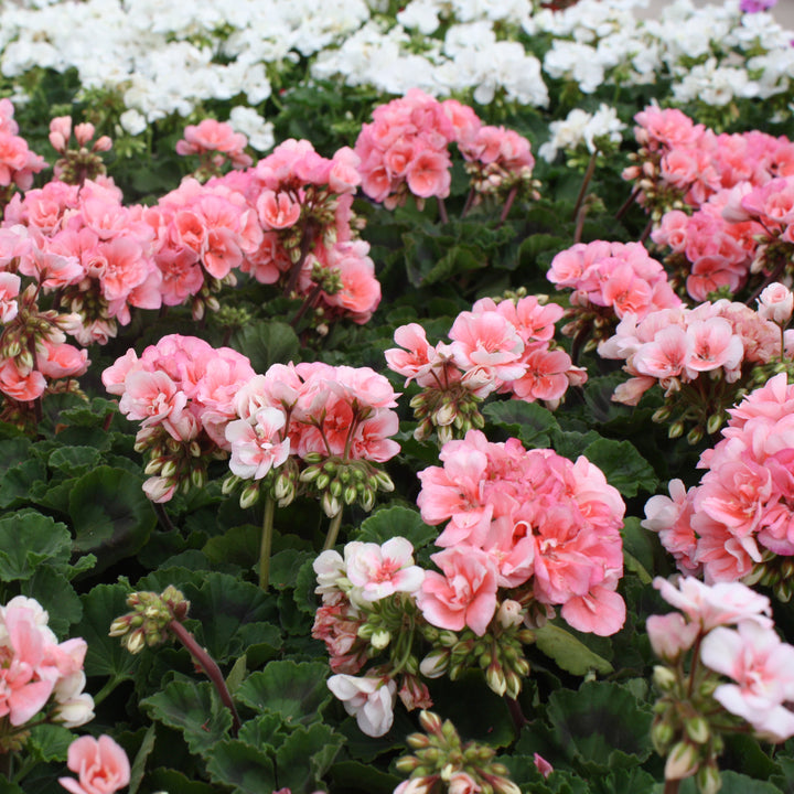 Al's Garden & Home 'Presto Light Salmon' Zonal Geranium (Pelargonium x hortorum), 1 Quart annual