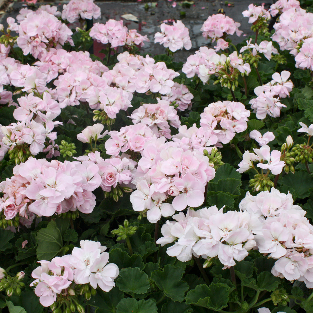 Al's Garden & Home 'Fantasia Appleblossom' Zonal Geranium (Pelargonium x hortorum), 1 Quart annual