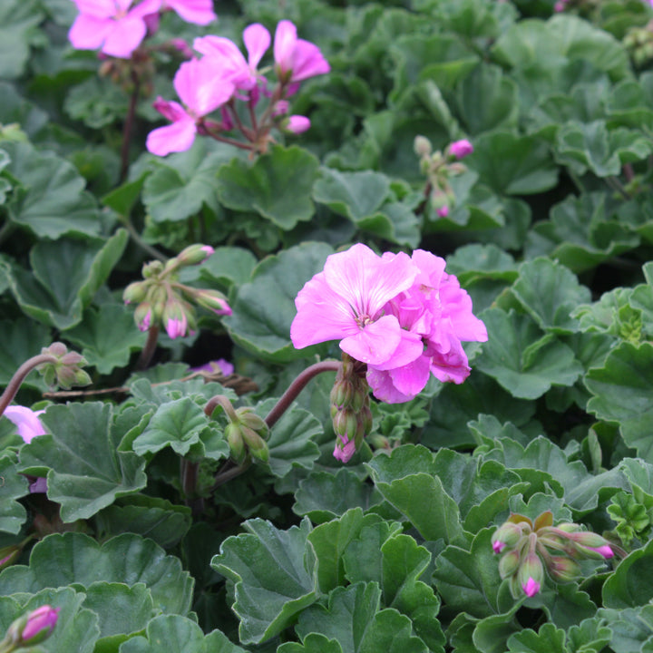 Al's Garden & Home 'Moonlight Lavender Evol' Zonal Geranium (Pelargonium x hortorum), 1 Quart annual