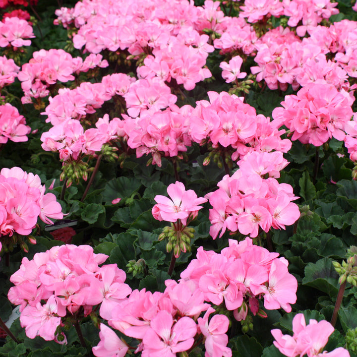 Al's Garden & Home 'Presto Pink' Zonal Geranium (Pelargonium x hortorum), 1 Quart annual