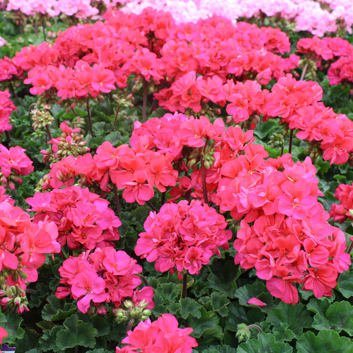Al's Garden & Home 'Presto Violet' Zonal Geranium (Pelargonium x hortorum), 1 Quart annual