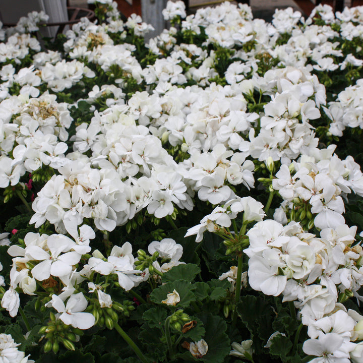 Al's Garden & Home 'Presto White' Zonal Geranium (Pelargonium x hortorum), 1 Quart annual