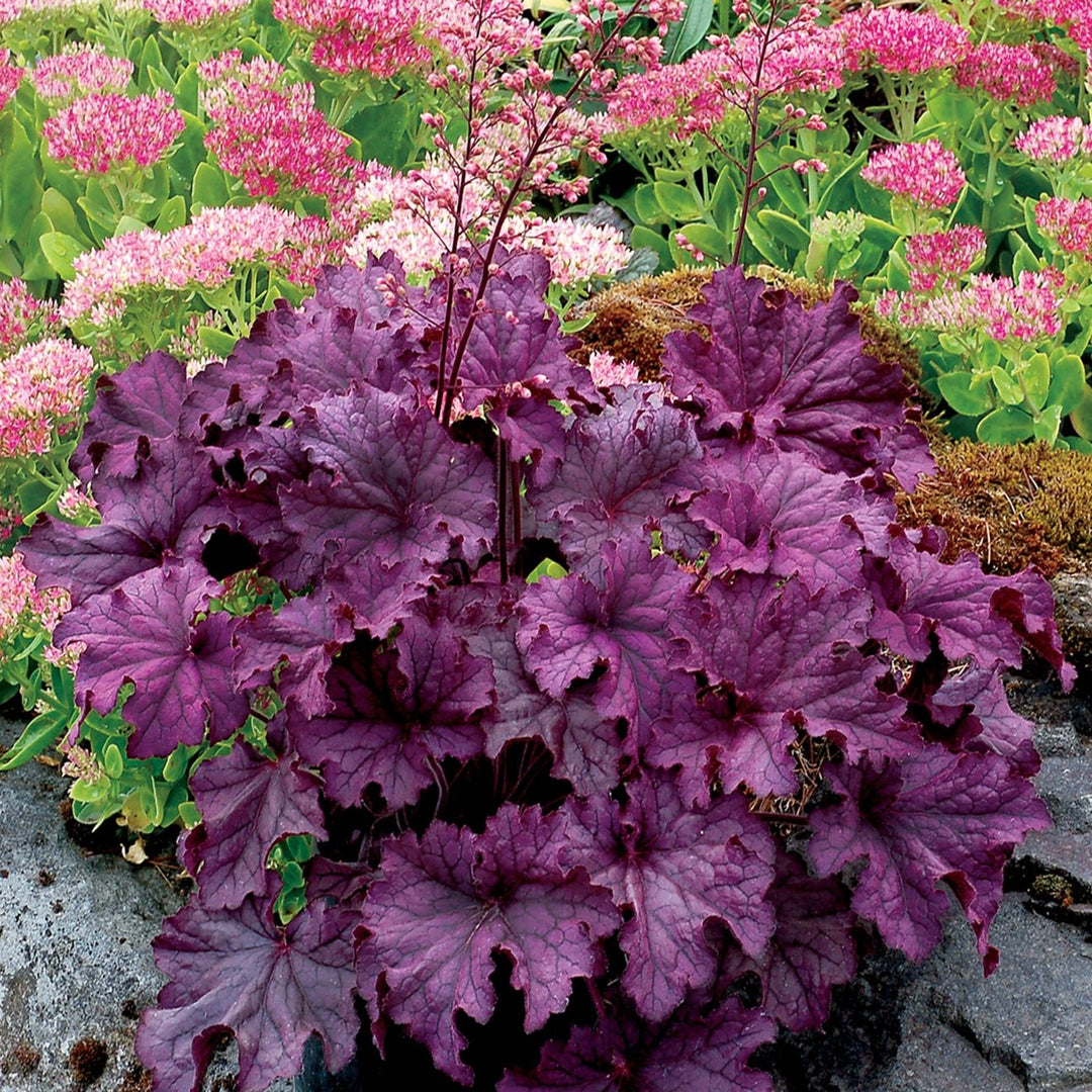 Al's Garden & Home 'Grande Amethyst' Coral Bells (Heuchera), 1 Gallon perennial