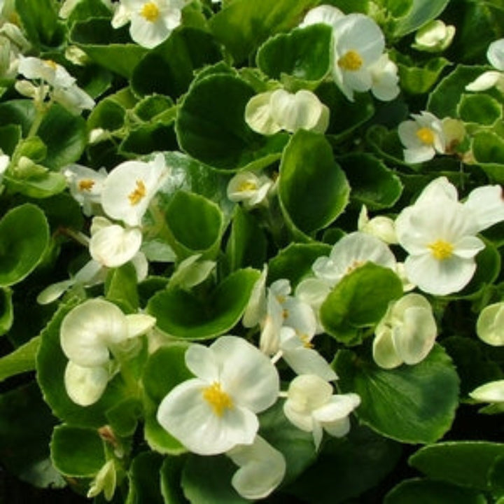Al's Garden & Home 'Green Leaf White' Begonia, 1 Quart annual