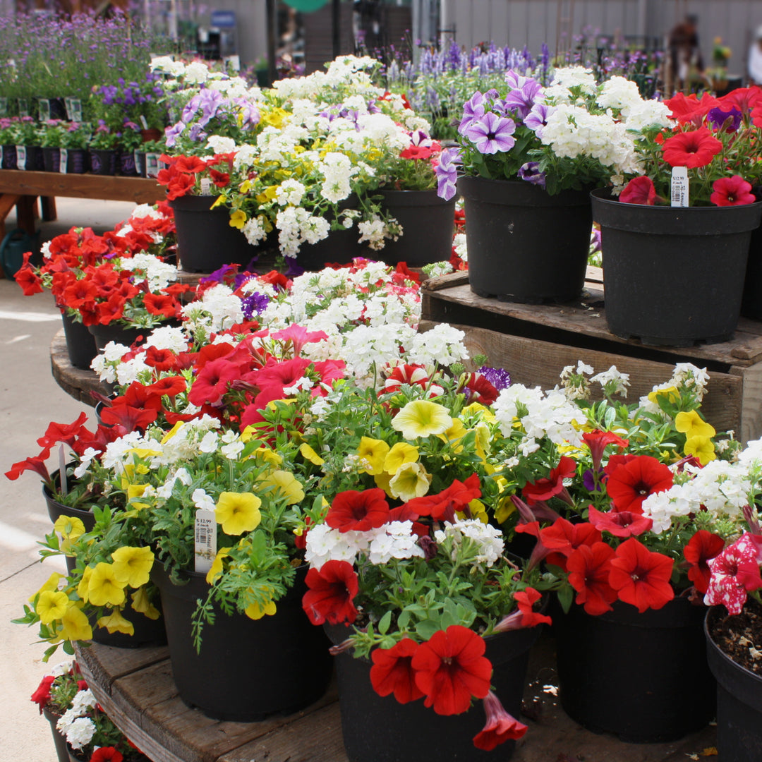 Mixed Annuals Container Grown By Al's