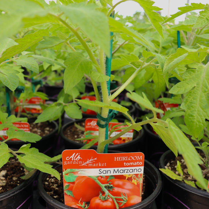 Tomato