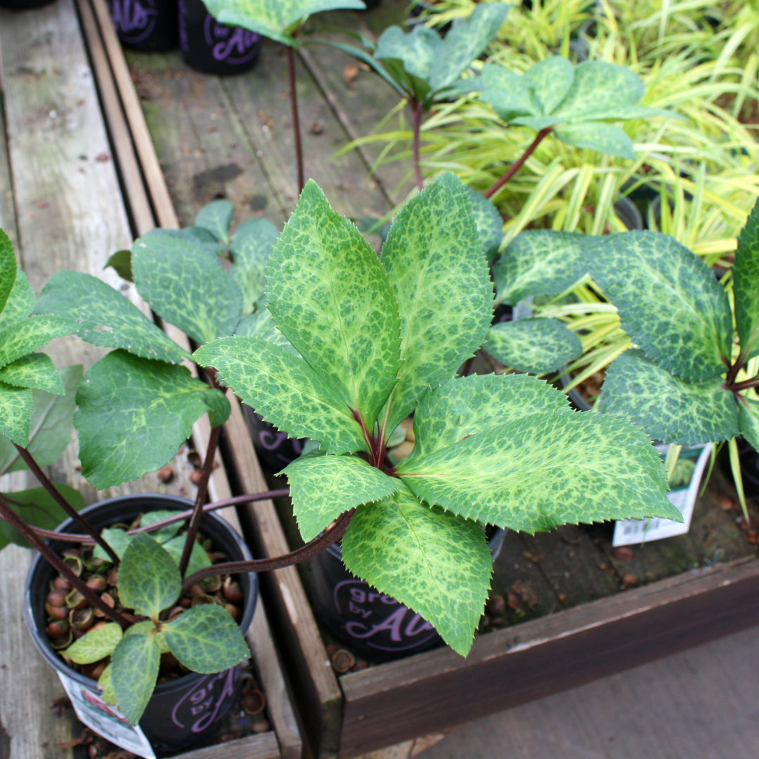 Hellebore