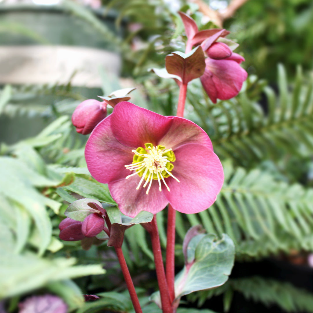 Hellebore