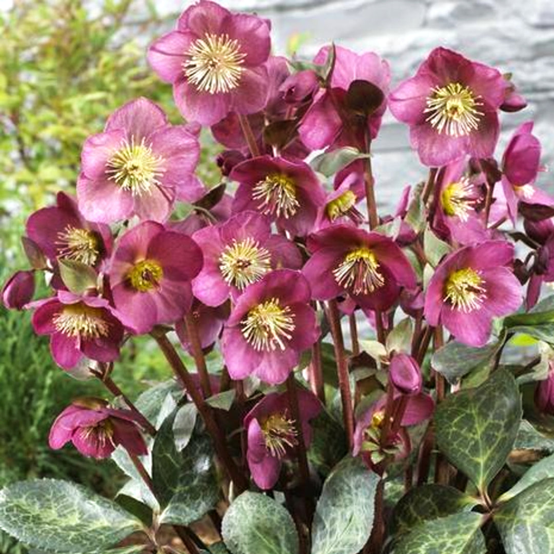 Hellebore