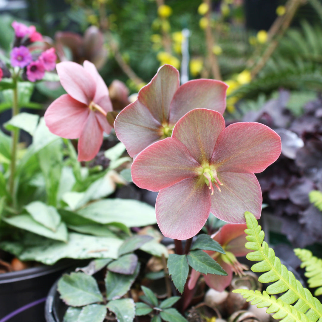 Hellebore