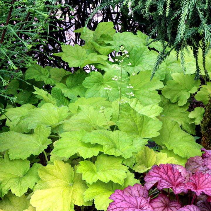 Al's Garden & Home 'Electric Lime' Coral Bells (Heuchera), 1 Gallon perennial