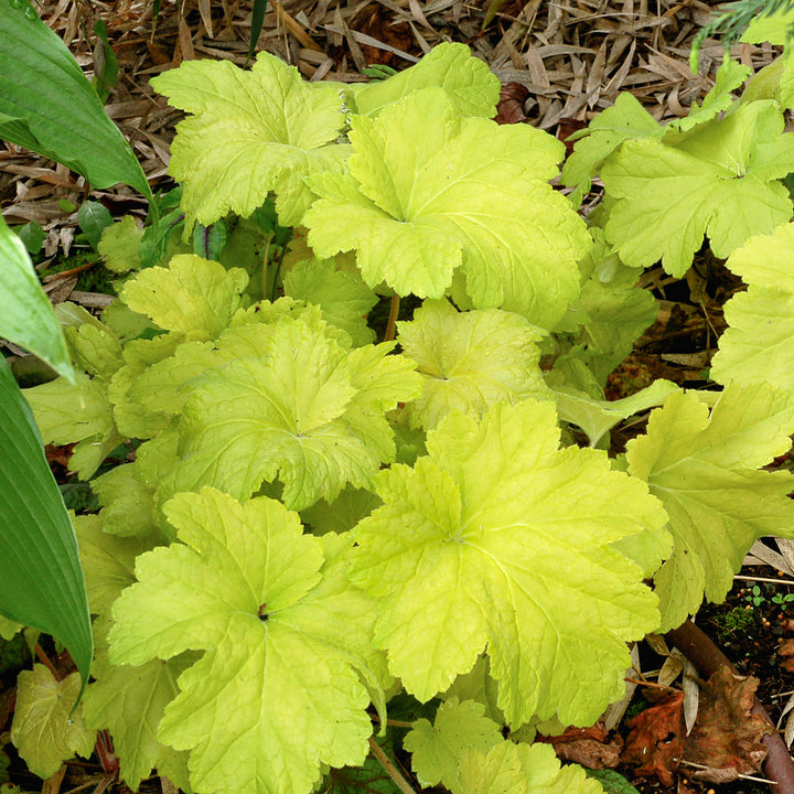 Al's Garden & Home 'Electric Lime' Coral Bells (Heuchera), 1 Gallon perennial