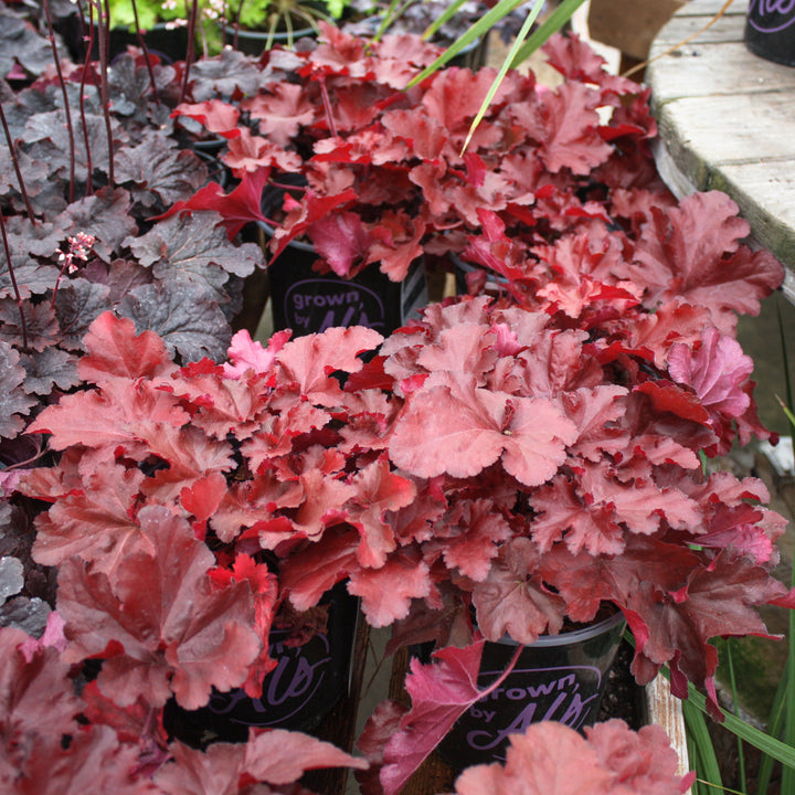 Al's Garden & Home 'Forever Red' Coral Bells (Heuchera), 1 Gallon perennial
