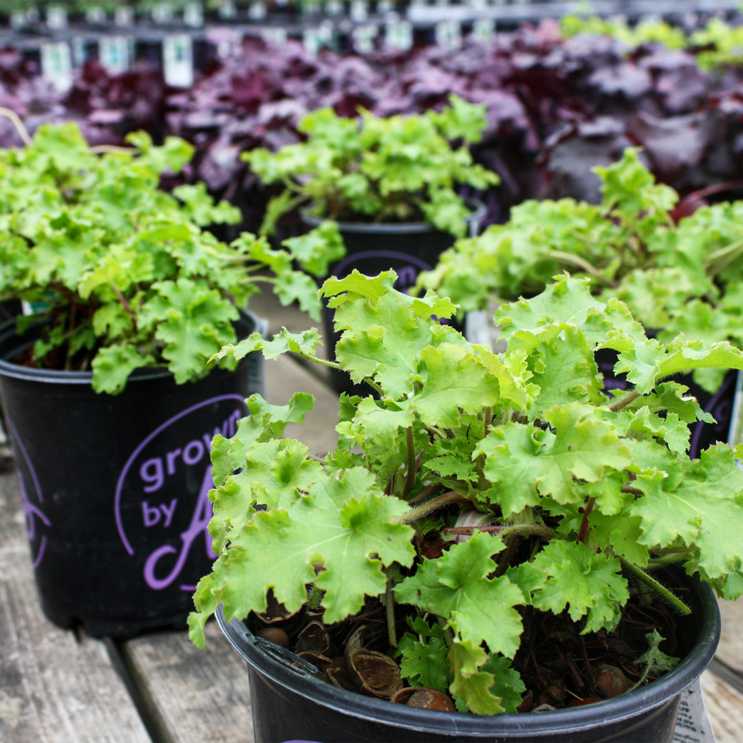 Al's Garden & Home 'Lime Marmalade' Coral Bells (Heuchera), 1 Gallon perennial
