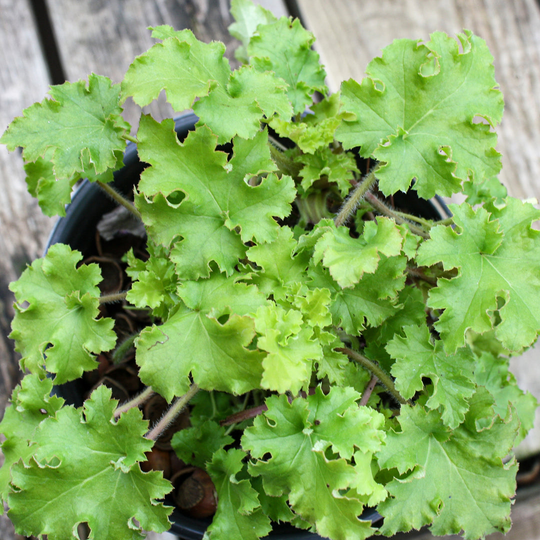 Al's Garden & Home 'Little Cuties Sweet Tart' Coral Bells (Heuchera), 1 Quart perennial