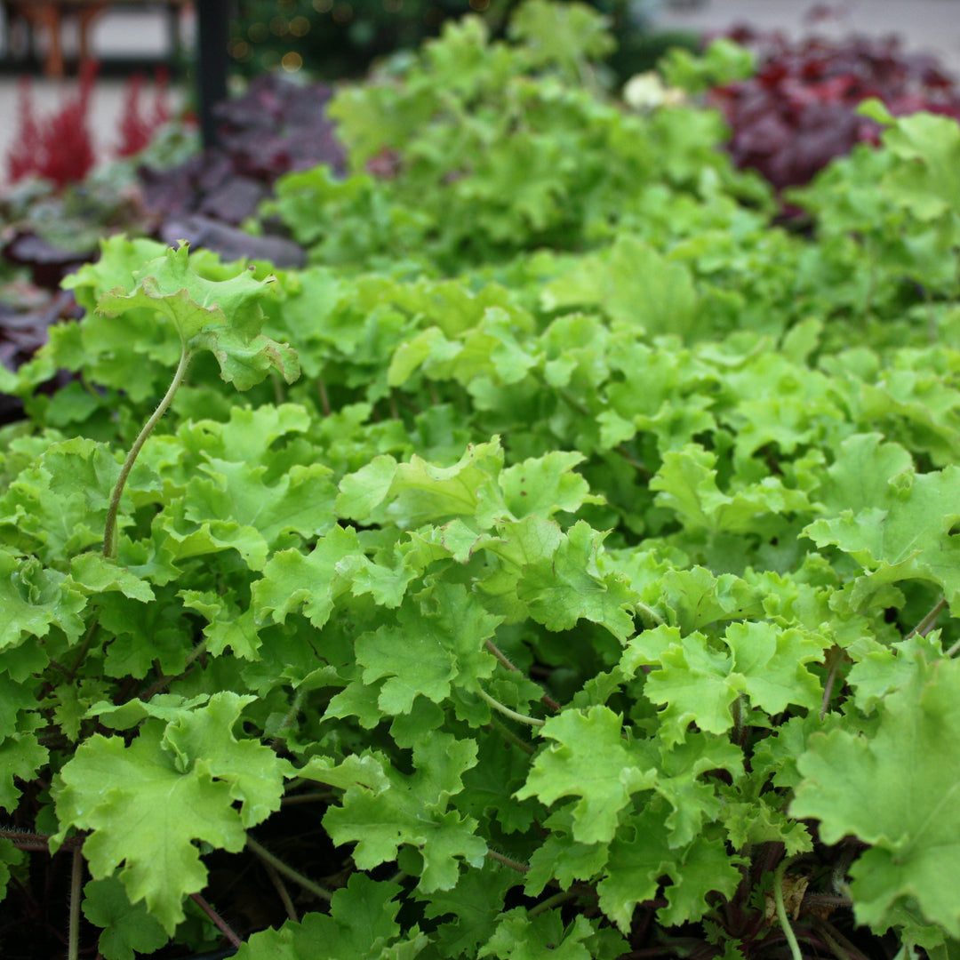 Al's Garden & Home 'Lime Marmalade' Coral Bells (Heuchera), 1 Gallon perennial