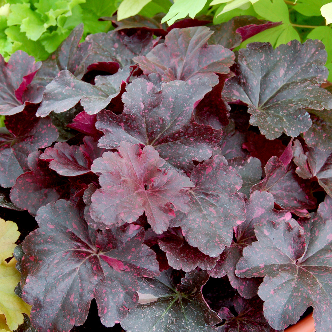 Al's Garden & Home 'Midnight Rose' Coral Bells (Heuchera), 1 Gallon perennial