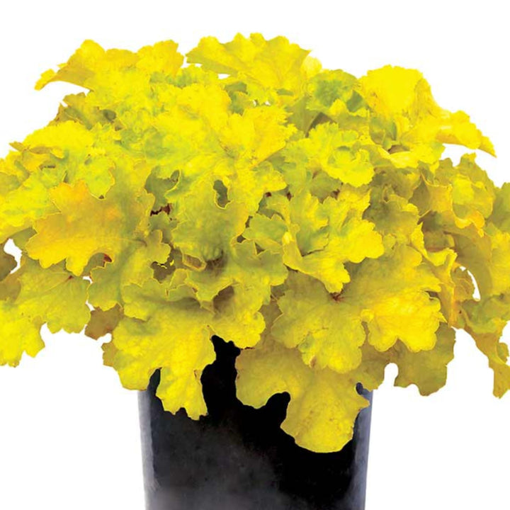Al's Garden & Home 'Lemon Supreme' Coral Bells (Heuchera), 1 Gallon perennial