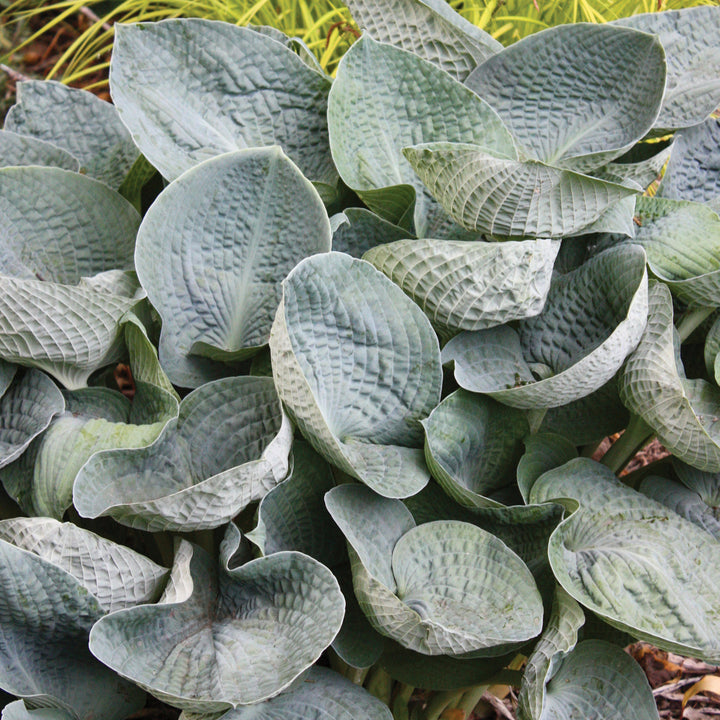 Hosta