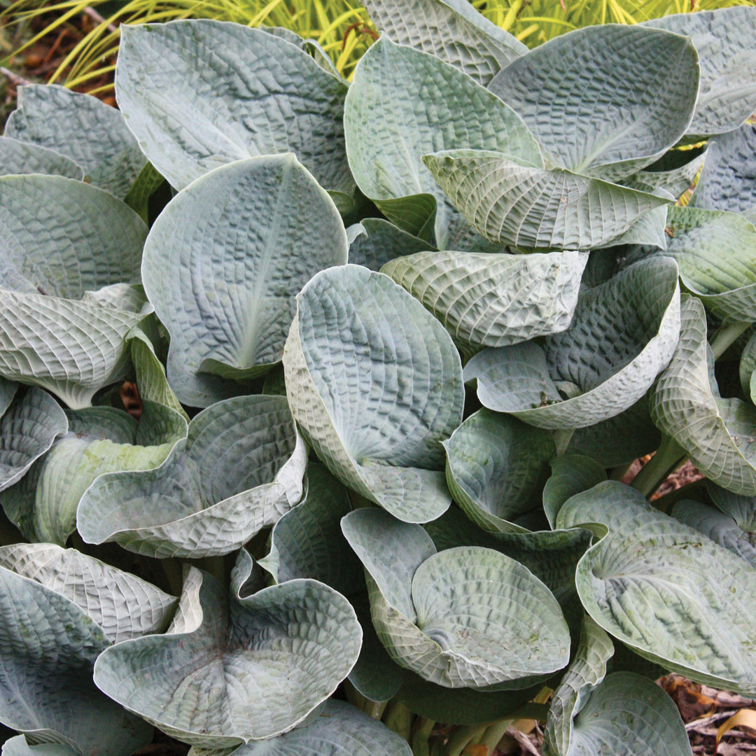 Hosta