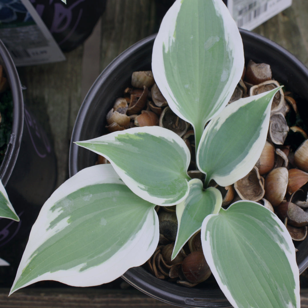 Hosta