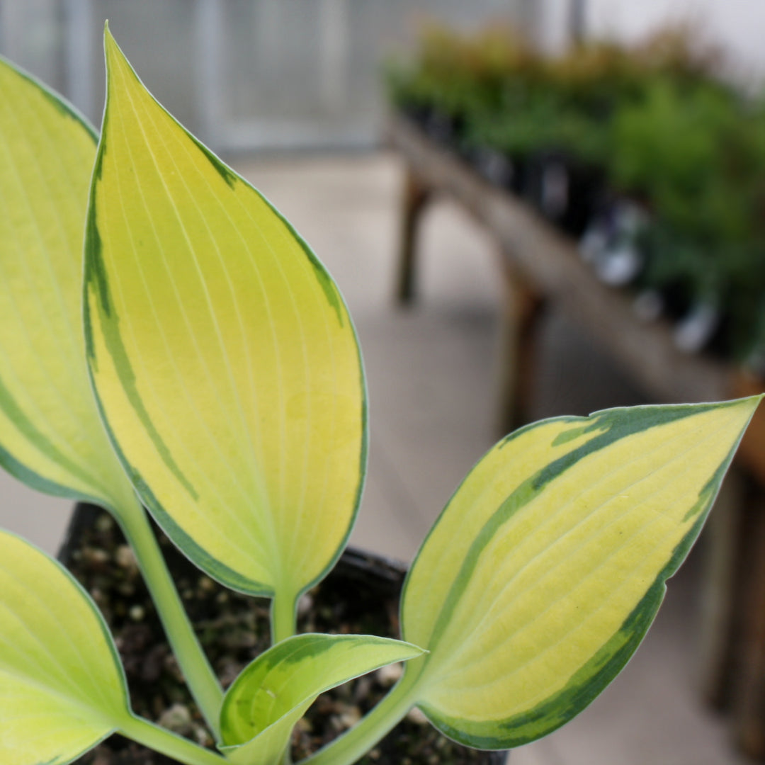 Hosta