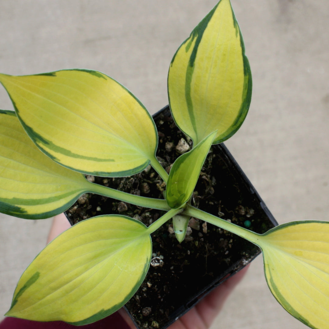 Hosta