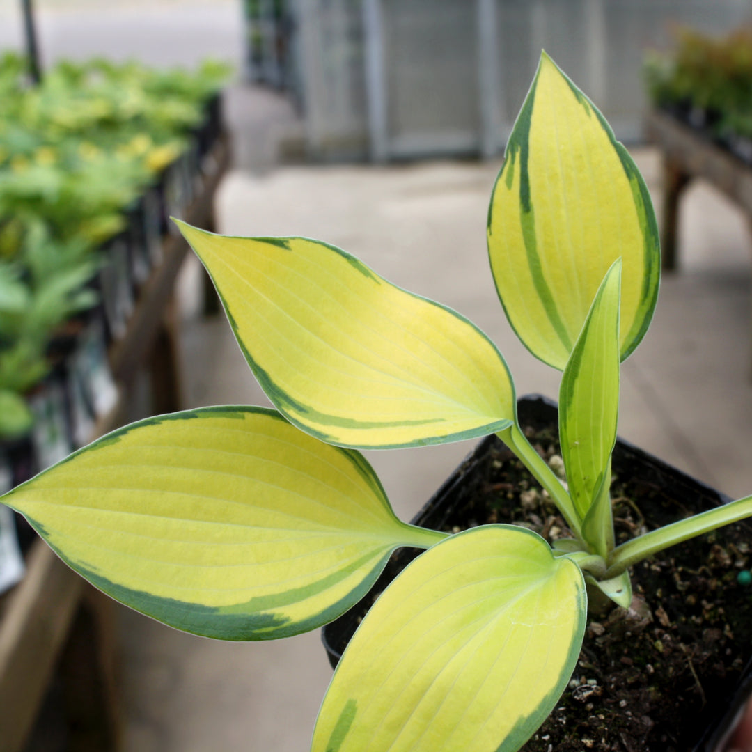 Hosta