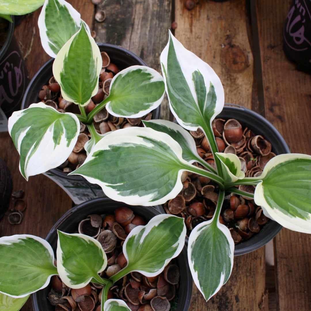 Hosta