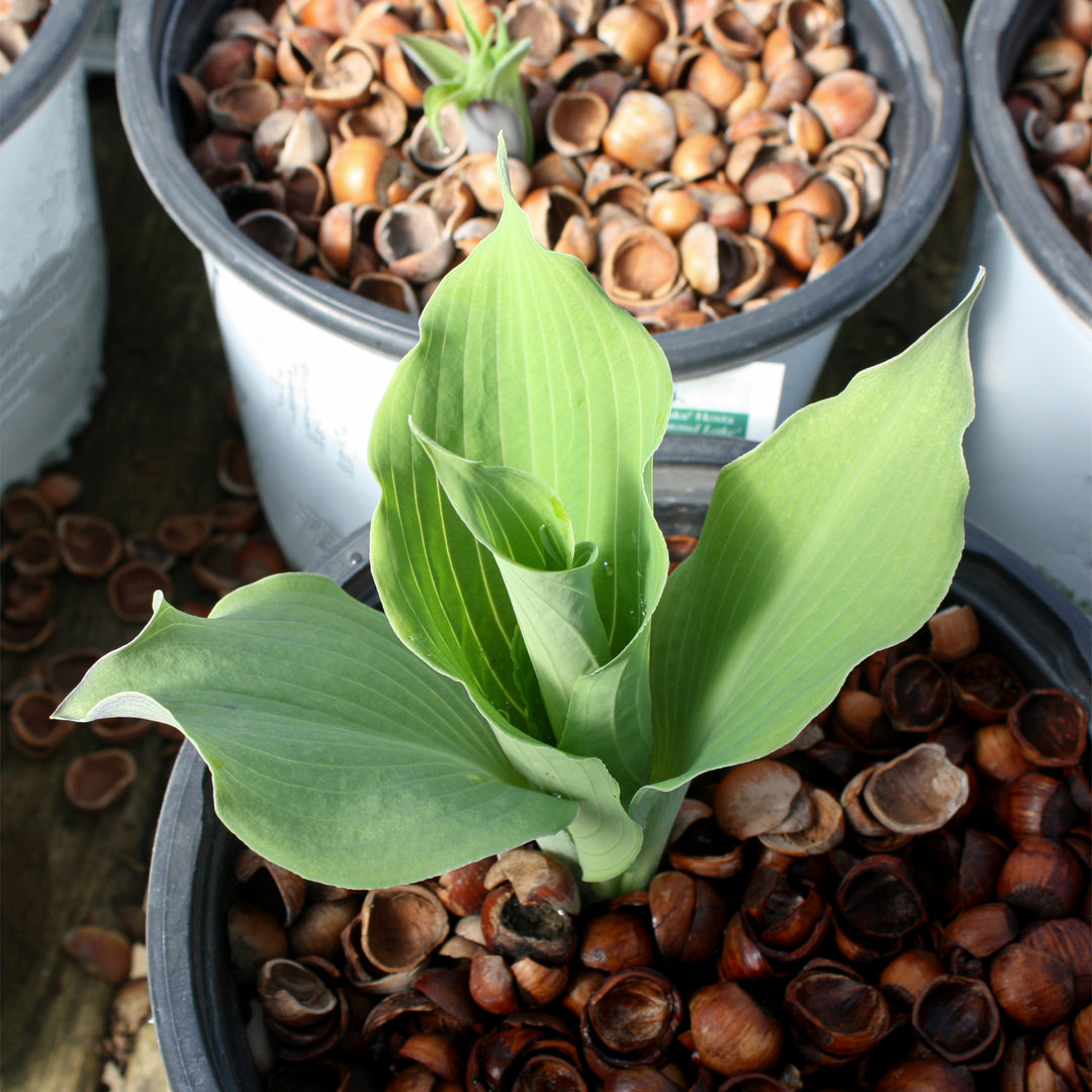 Hosta