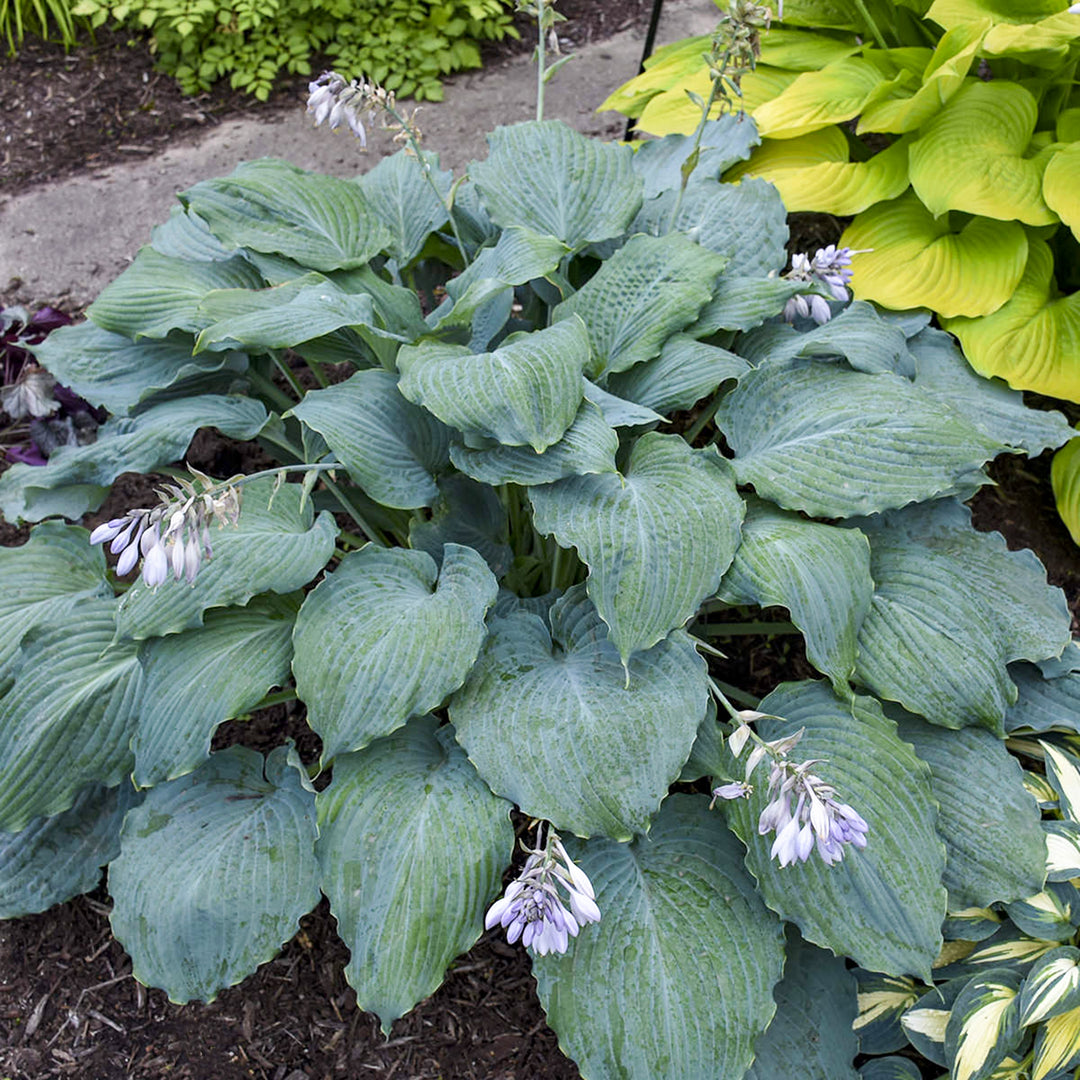 Hosta