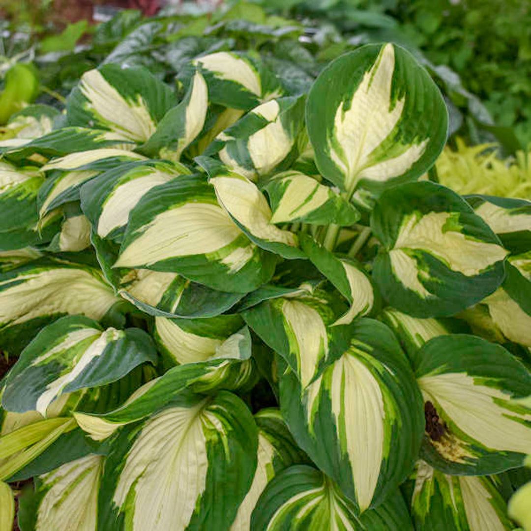 Hosta