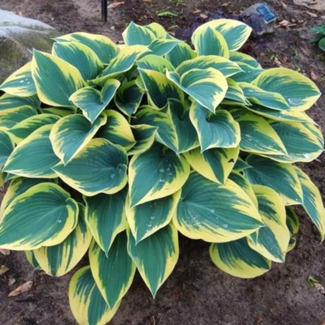 Hosta