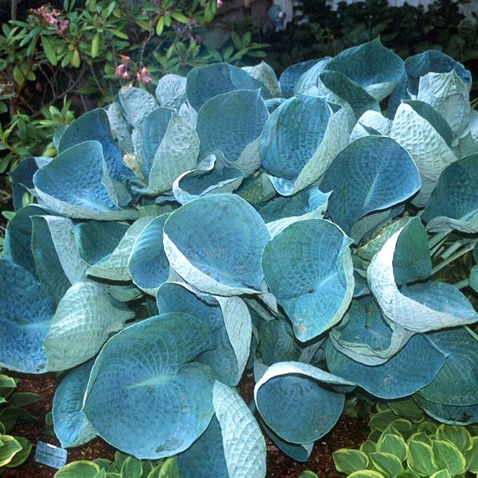 Hosta