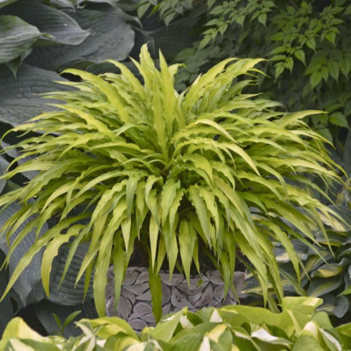Hosta