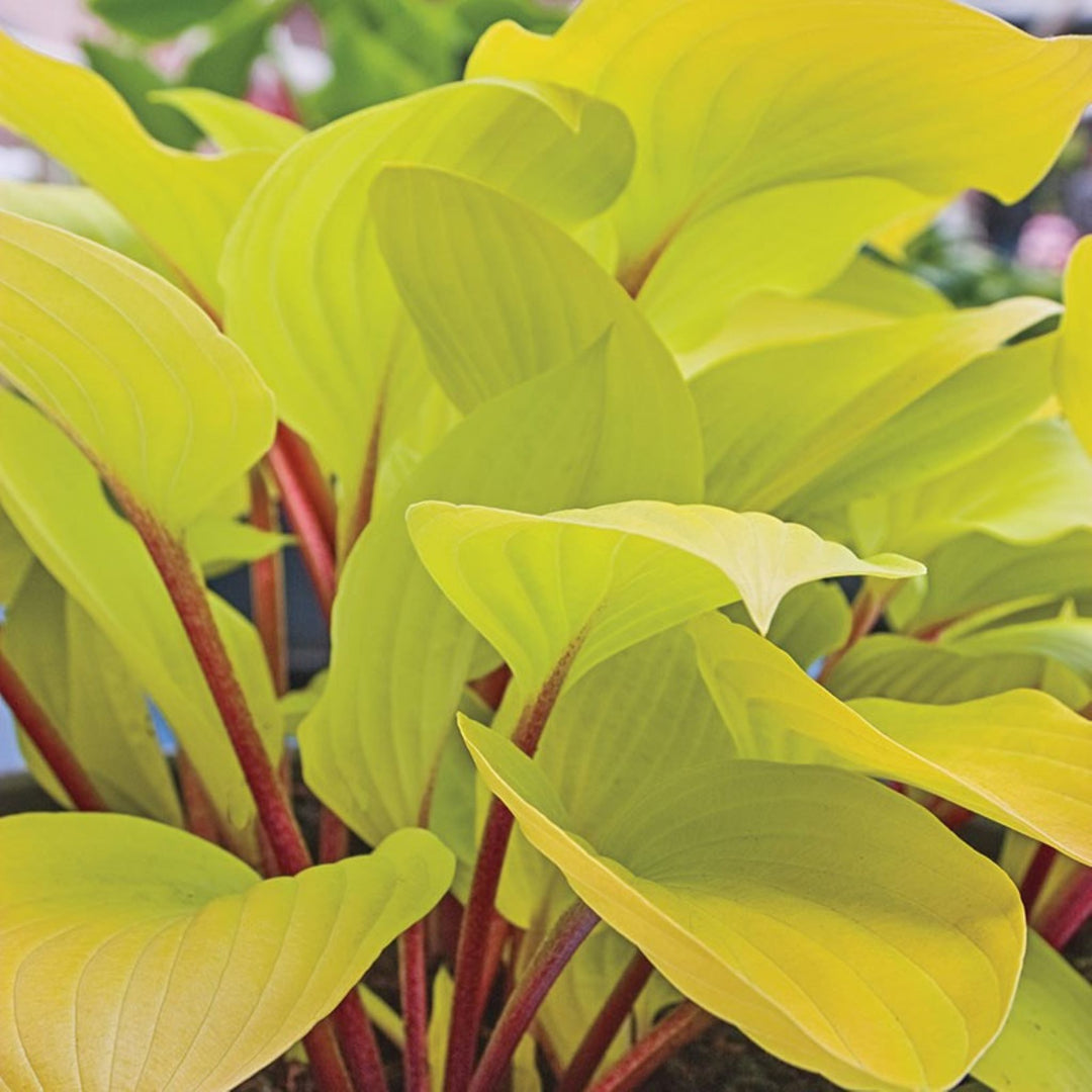 Hosta